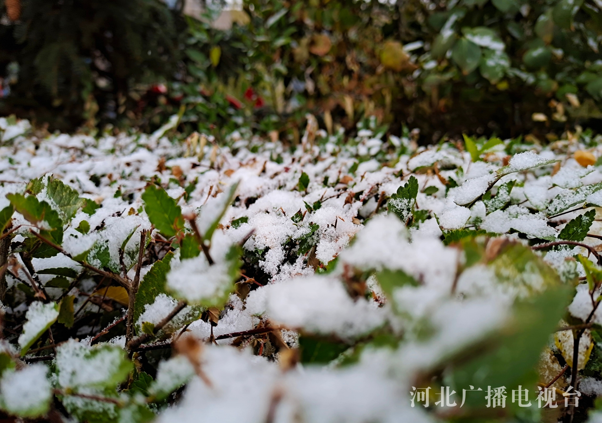 張家口壩上等地出現(xiàn)降雪 預(yù)計5日出現(xiàn)霜凍或冰凍